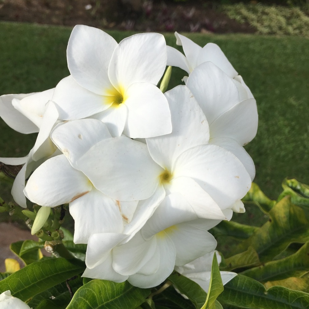 Meet your Posher, Tracey